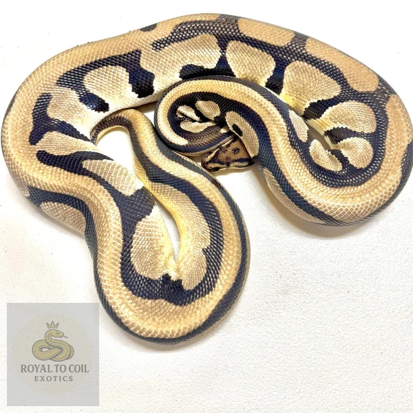 Super Orange Dream Het Desert Ghost