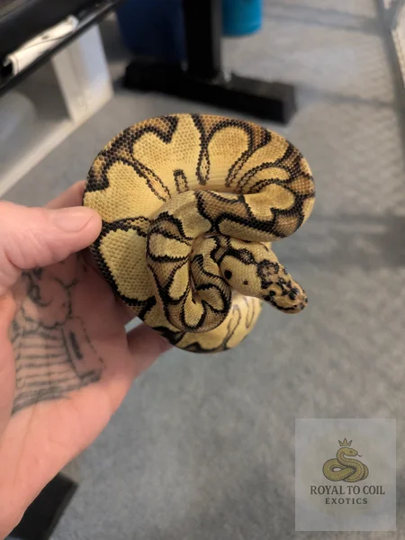 Pastel enchi yellow belly clown het ultramel