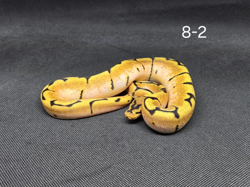 OD Spider 50% Het Clown