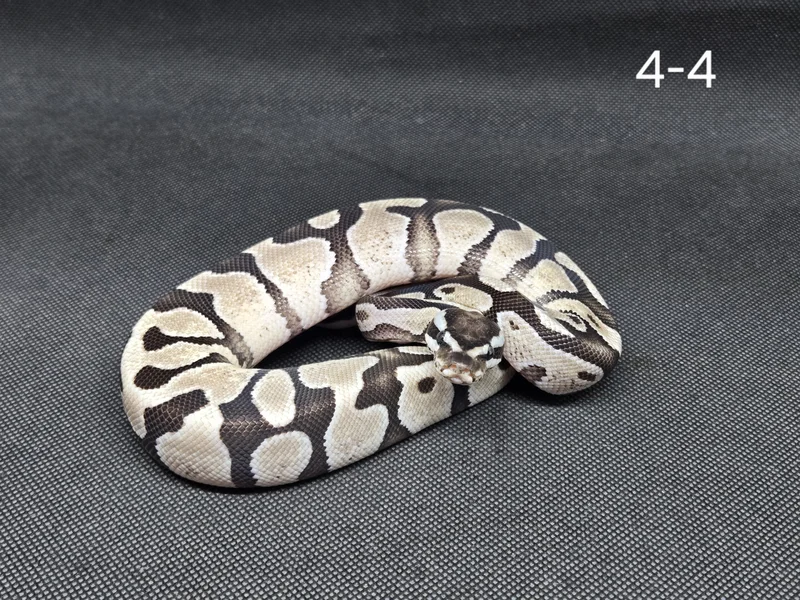 Enchi Fire/Vanilla TSK Axanthic 50% Het Hypo
