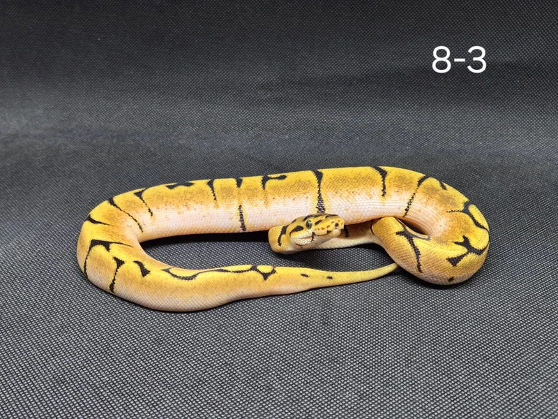 OD Spider 50% Het Clown