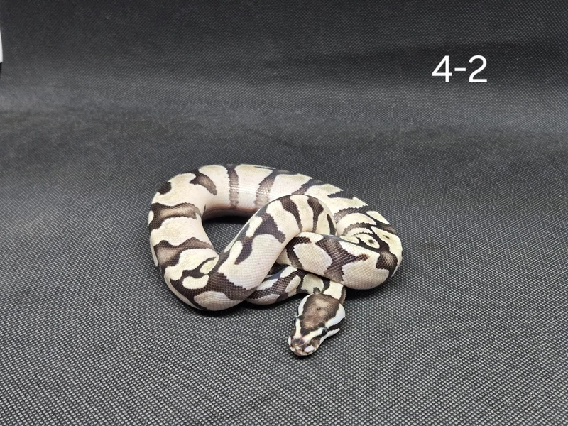 Enchi Fire/Vanilla TSK Axanthic Het Hypo