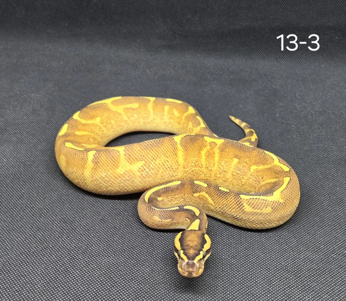Enchi Super Gravel