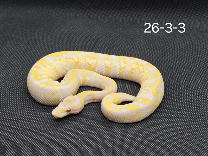 GHI Lavender Albino Het pied