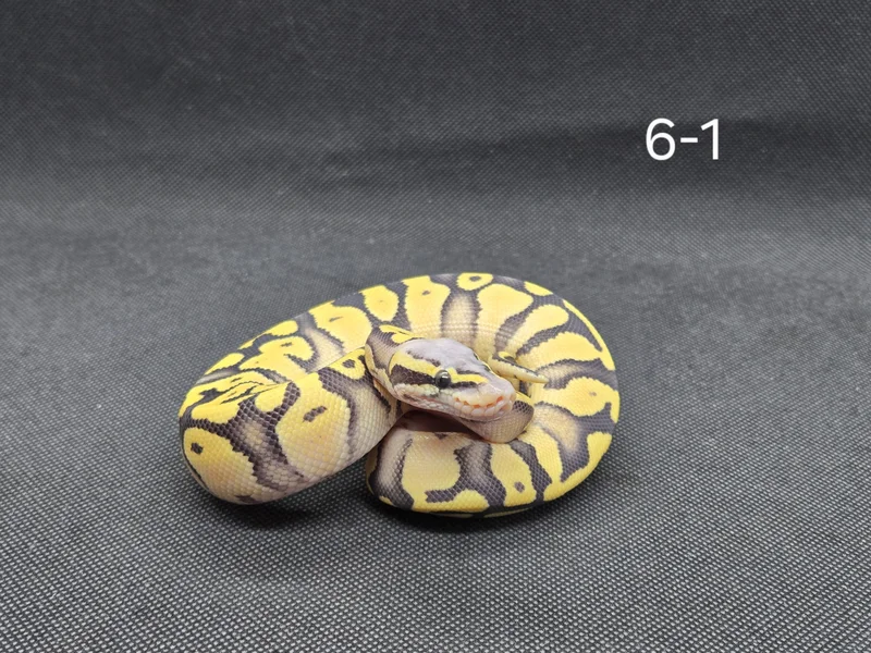 Super Pastel DG Het Hypo