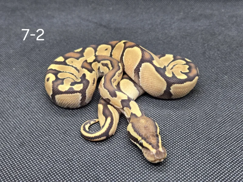 Enchi Trojan