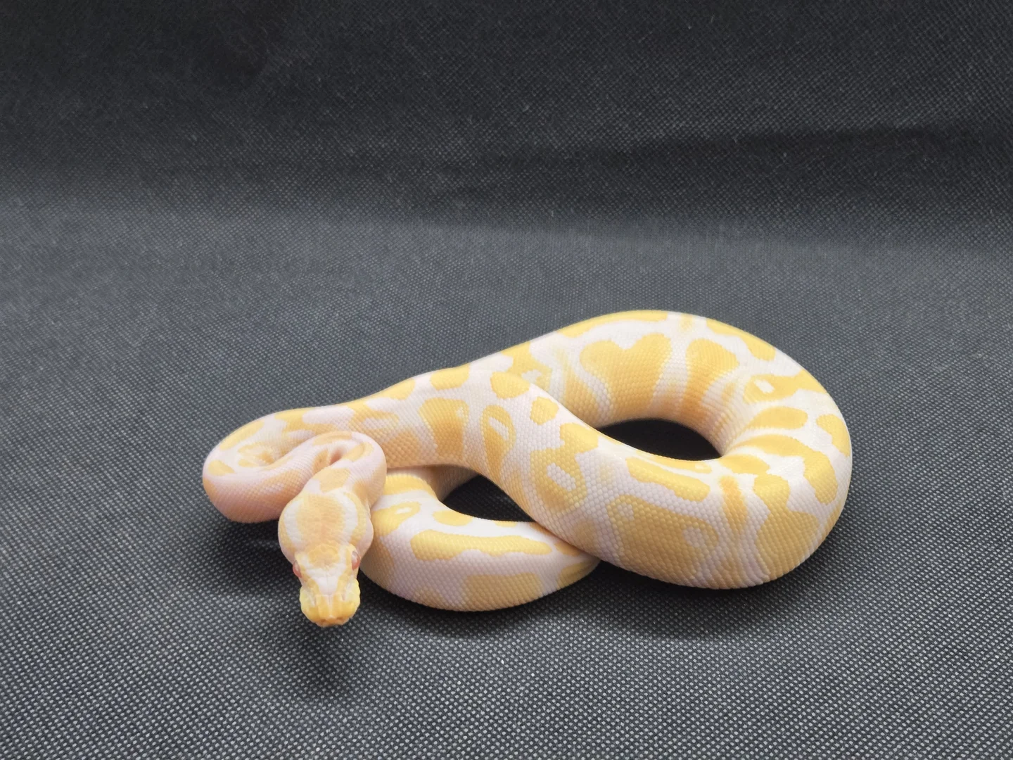 Albino Het Pied | Ball Pythons | ReptileAds