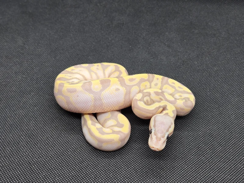 Pastel Banana LSR Fire