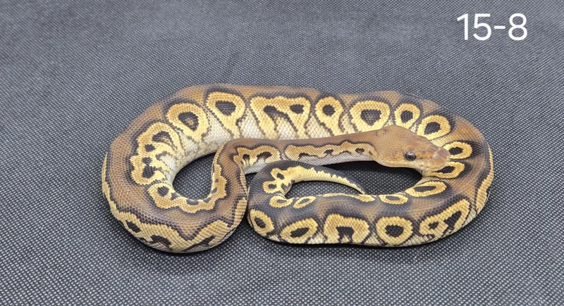 Black Pastel Clown