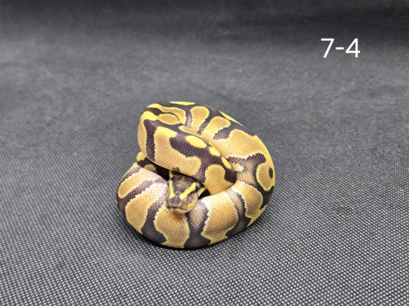 Enchi
