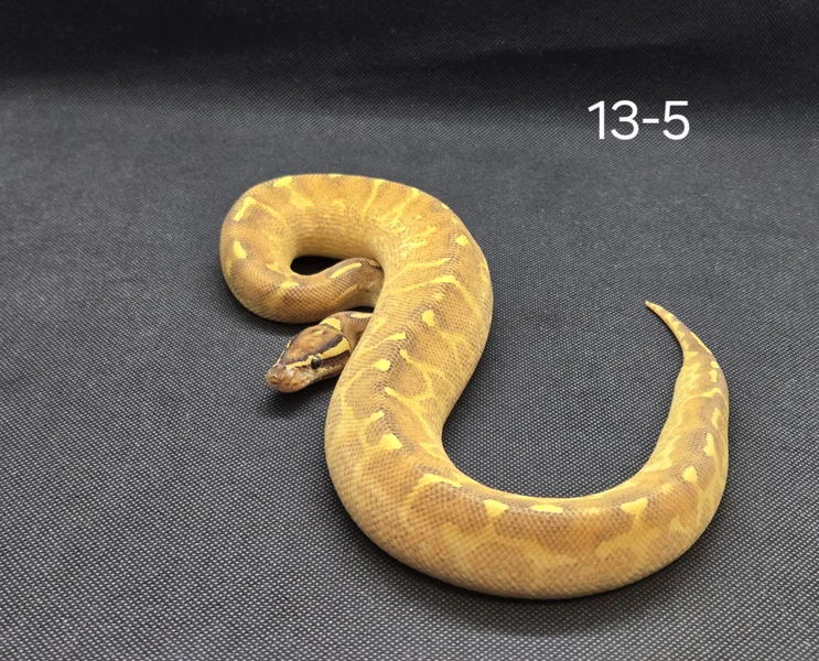 Enchi Super Gravel poss Trojan