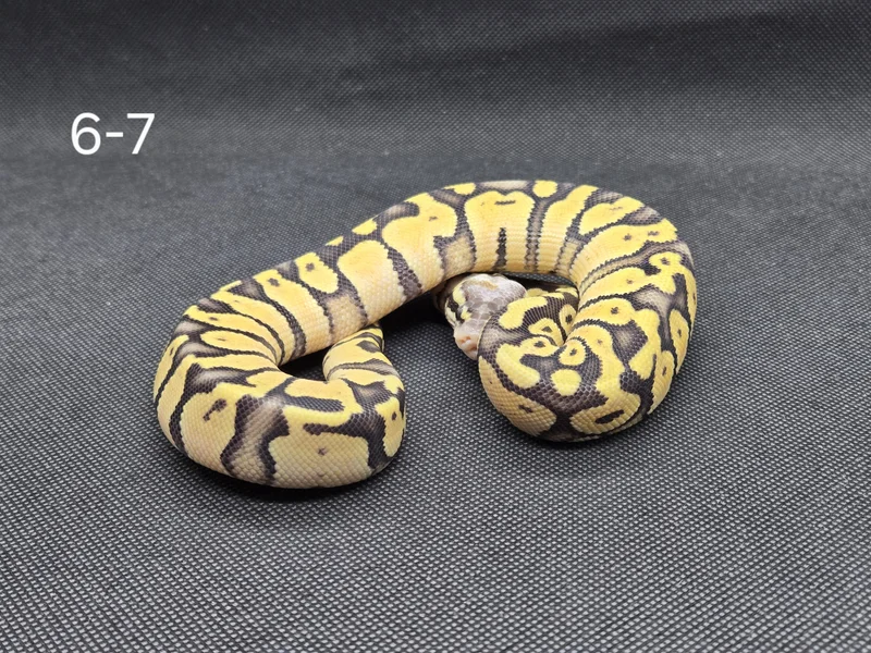 Super Pastel DH DG Hypo