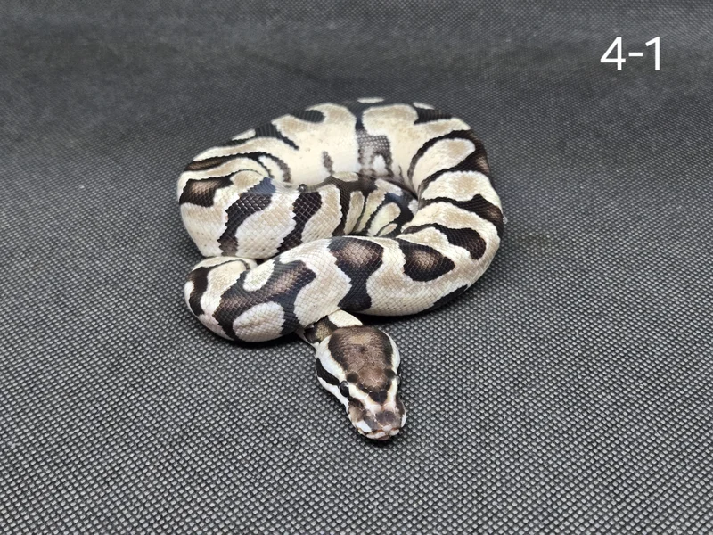 Enchi Fire/Vanilla TSK Axanthic Het Hypo