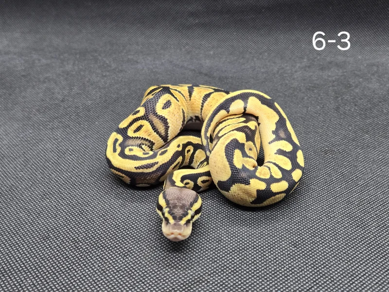 Pastel DH Hypo DG