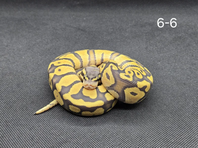 Pastel Hypo Het DG