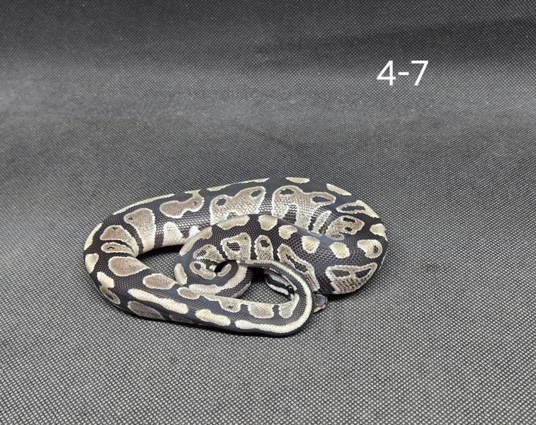 Fire/Vanilla TSK Axanthic 50% Het Hypo