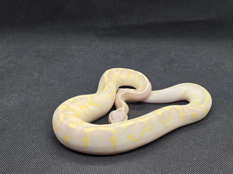 Pastel Banana Super Gravel