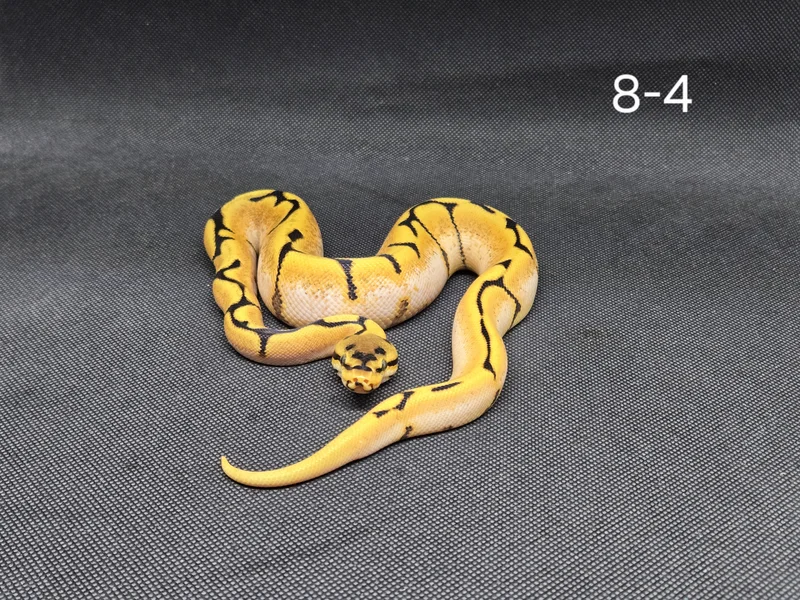 OD Spider 50% Het Clown