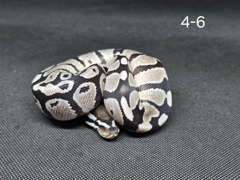Fire/Vanilla TSK Axanthic Het Hypo