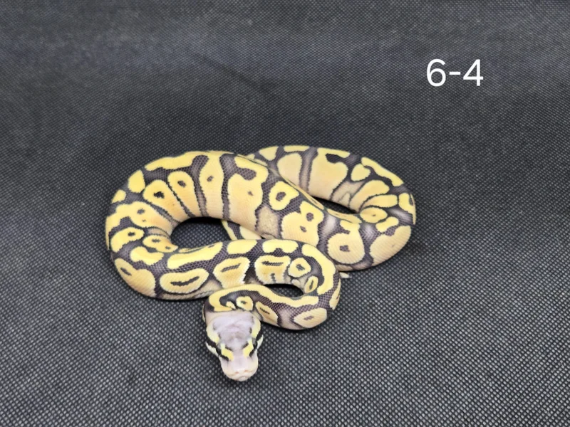 Super Pastel DG Het Hypo
