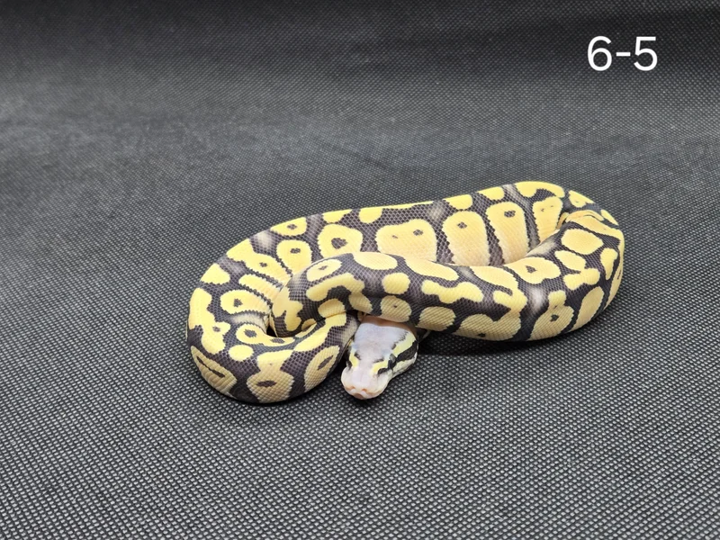 Super Pastel DG Het Hypo