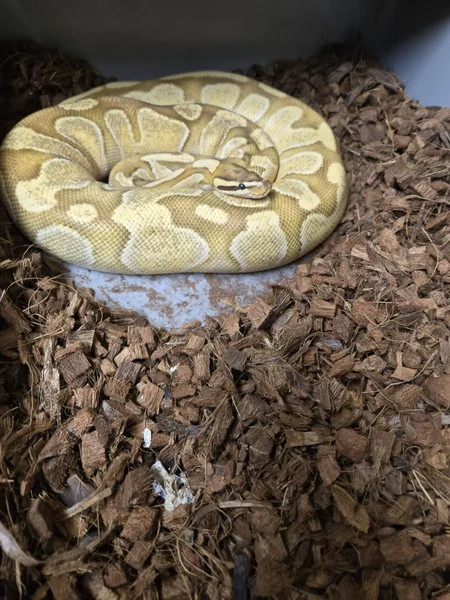 OD Enchi Fire Trojan