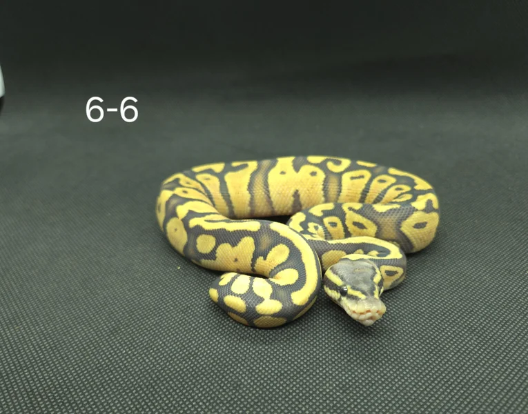 Pastel Hypo Het DG