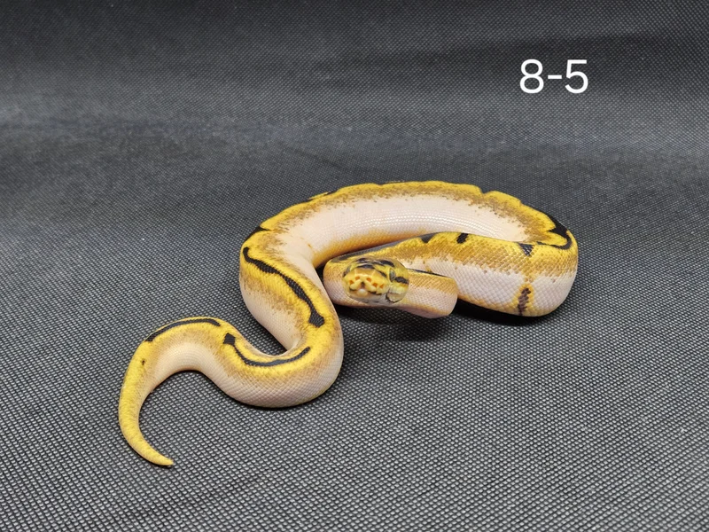 OD Calico Spider 50% Het Clown