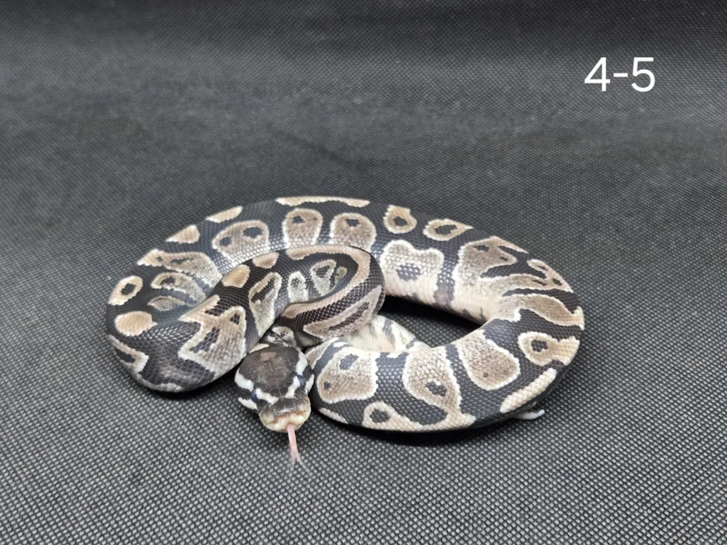 Fire/Vanilla TSK Axanthic 50% Het Hypo