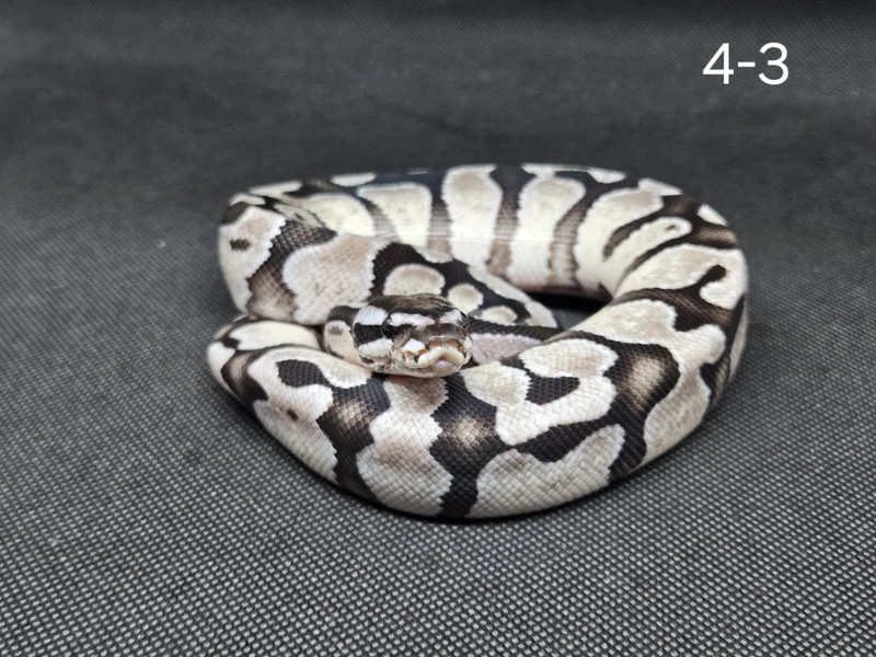 Enchi Fire/Vanilla TSK Axanthic Het Hypo