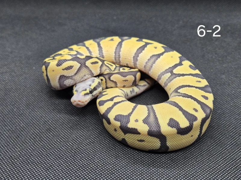 Super Pastel Hypo DG