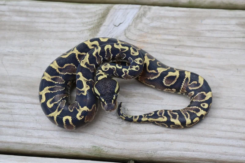 GHI Yellowbelly 50% ph Pied