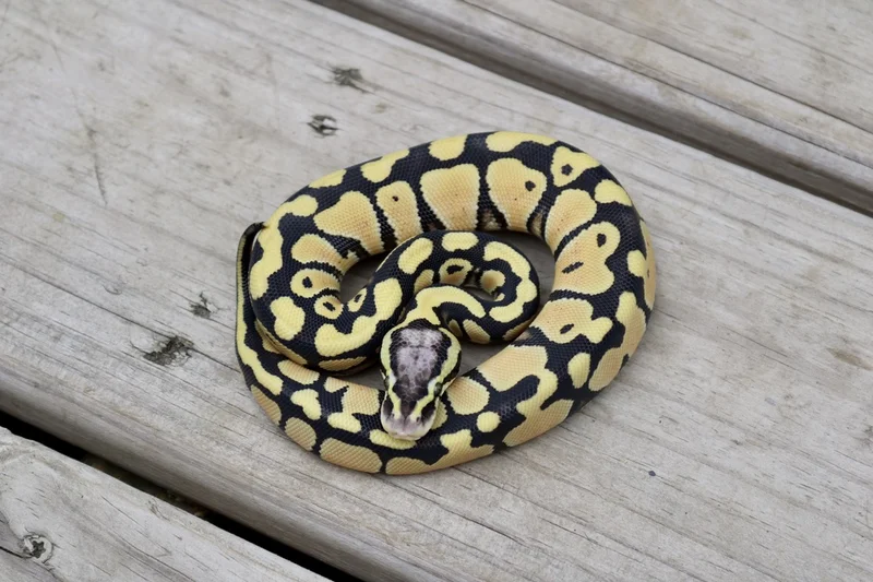 Pastel YB Desert Ghost 50% ph Clown (EU bloodline)