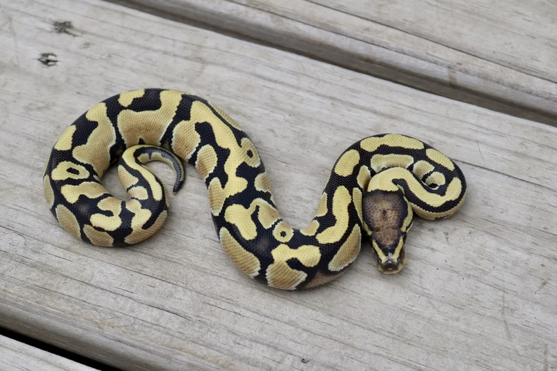 Desert Ghost 50% Het Amur OR Clown
