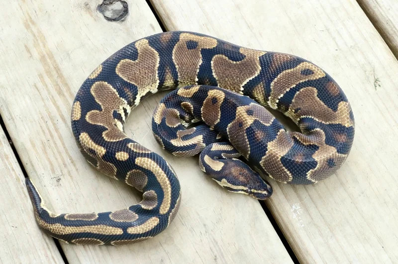 Yellowbelly (poss OD) het Pied