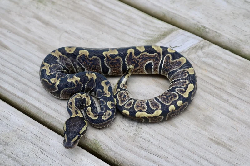GHI 50% ph Pied