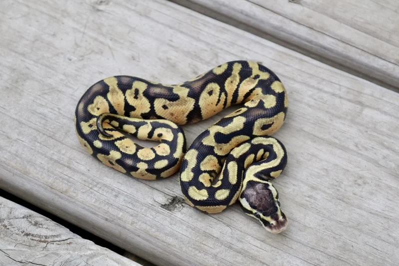 Pastel prob YB het DG 50% ph Clown