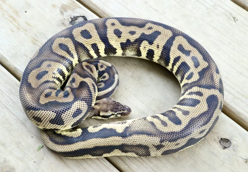 Pastel Leopard DH DG Pied 50% het Hypo