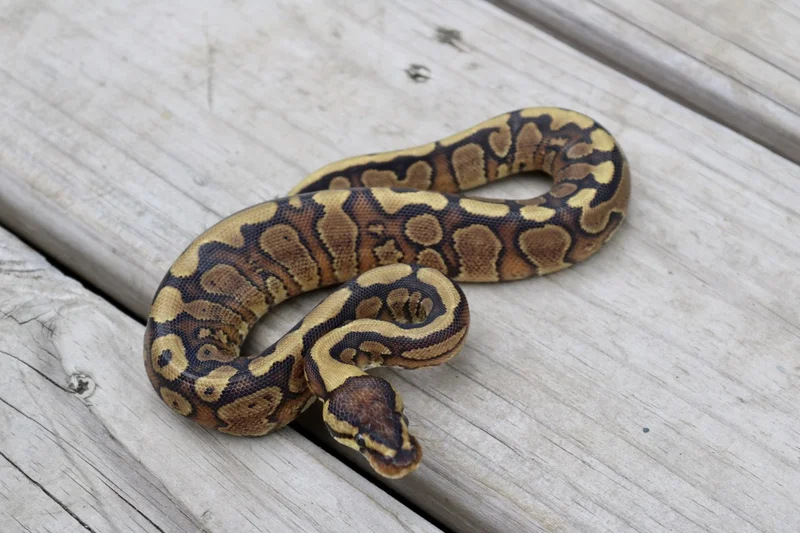 Redstripe Yellowbelly het DG 50% ph Clown