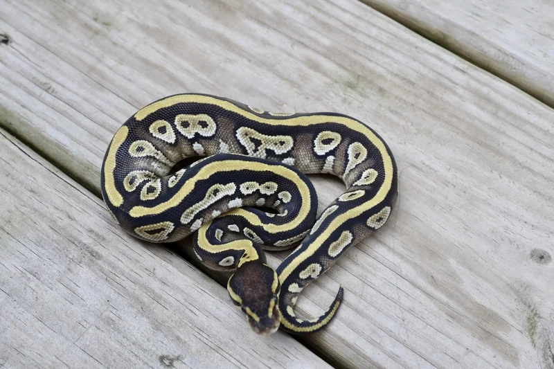 Mojave Yellowbelly 50% ph Pied