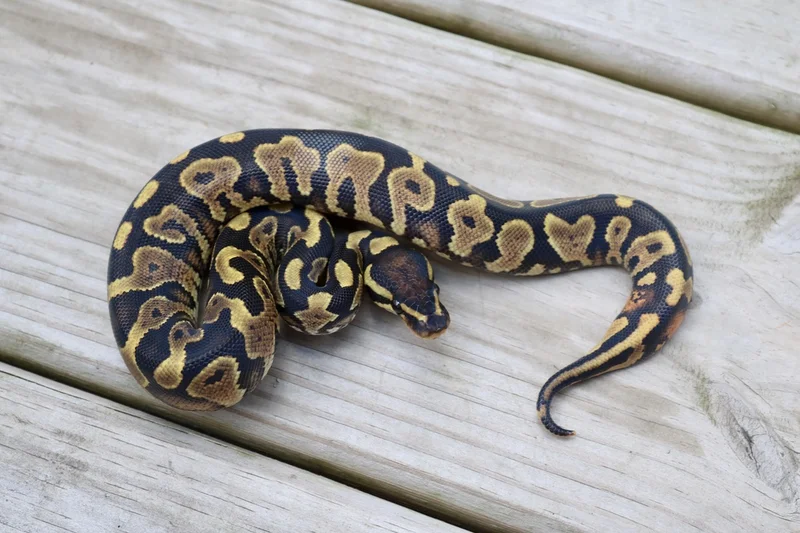 Yellowbelly 50% Ph Pied