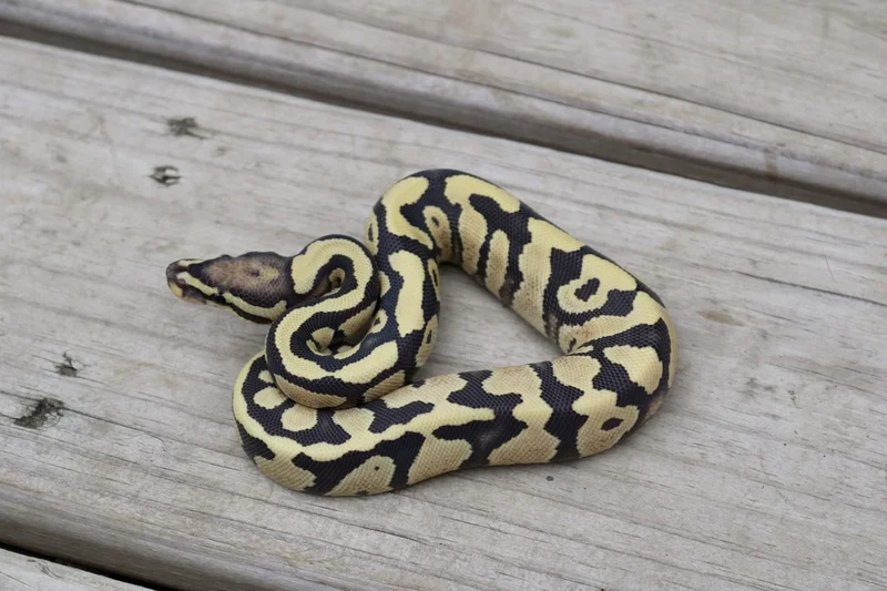 Fire Desert Ghost 50% het Amur OR Clown