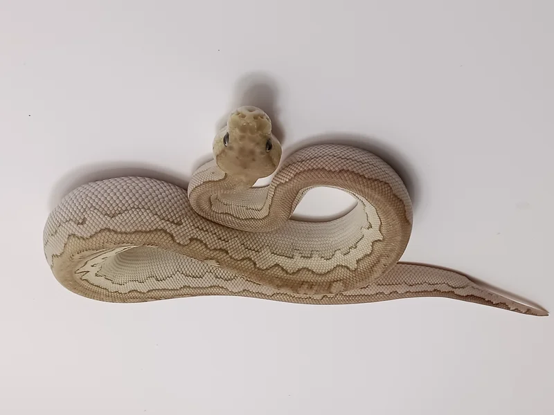 BLK Pastel Lesser Clown