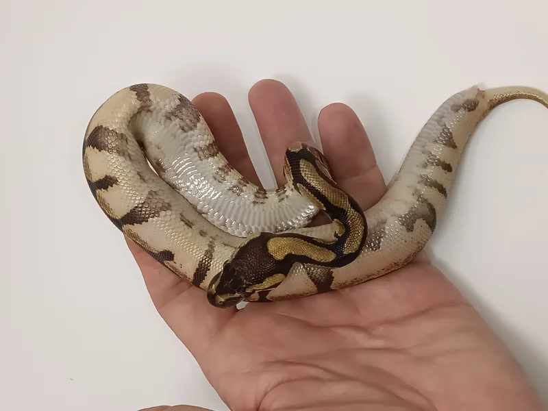ENCHI CALICO
