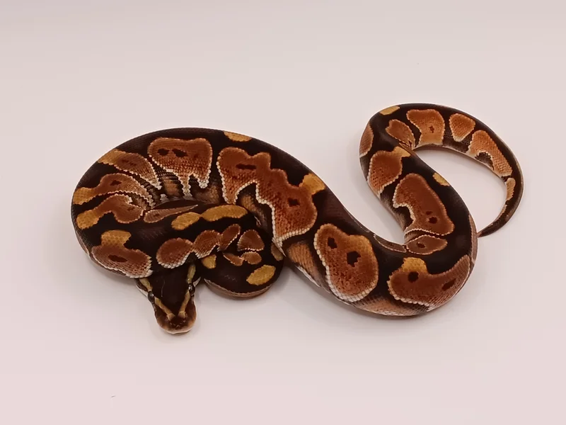 Black Pastel Enchi 66% Het Clown
