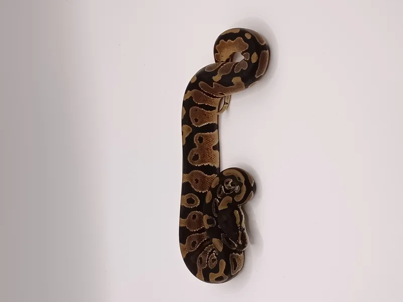 Normal Het Pied 66% Het candino