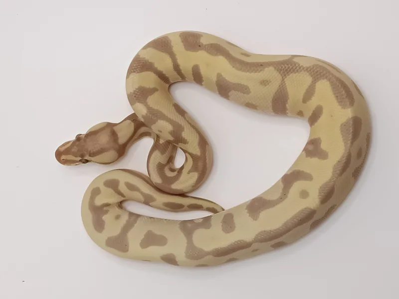 Enchi Banana Leo Het Clown