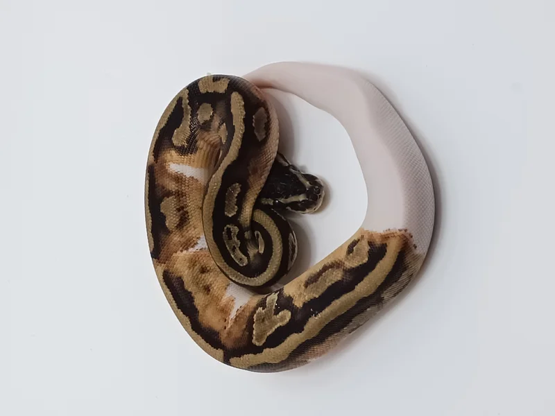 Normal Pied