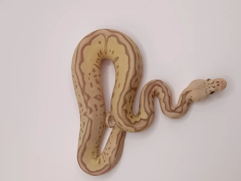 Pastel Banana Leo Clown