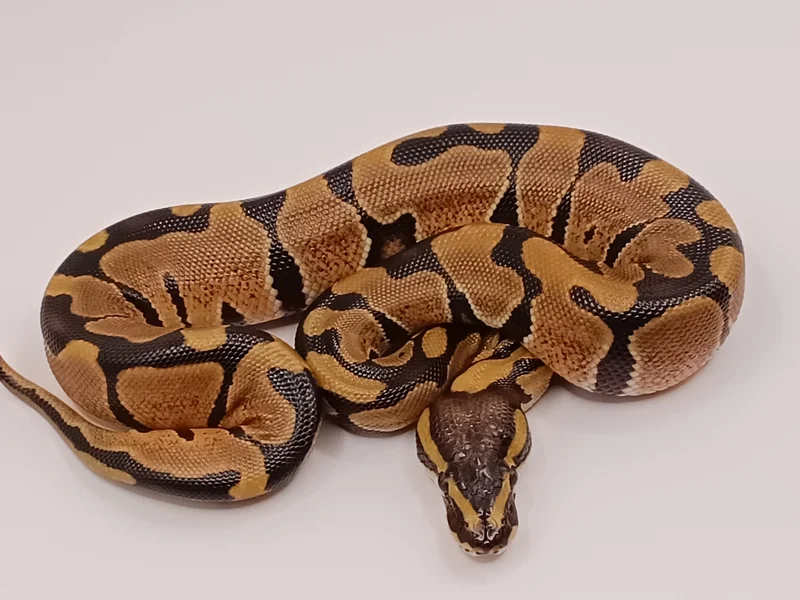 Enchi 66% Het Clown
